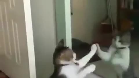 Funny cat video mirror part 2