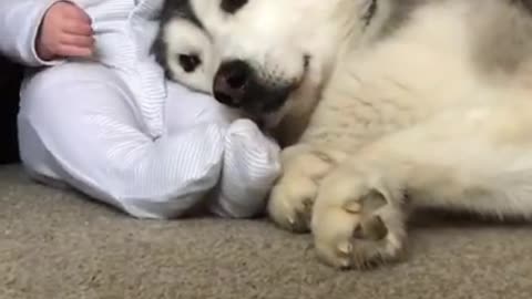 Husky & Baby Becoming Best Friends!