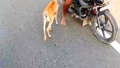 ❤️🦌 Man vs Fawn Love ❤️🦌 #shorts #shortsfeed #viralshort #viral #fyp #viral