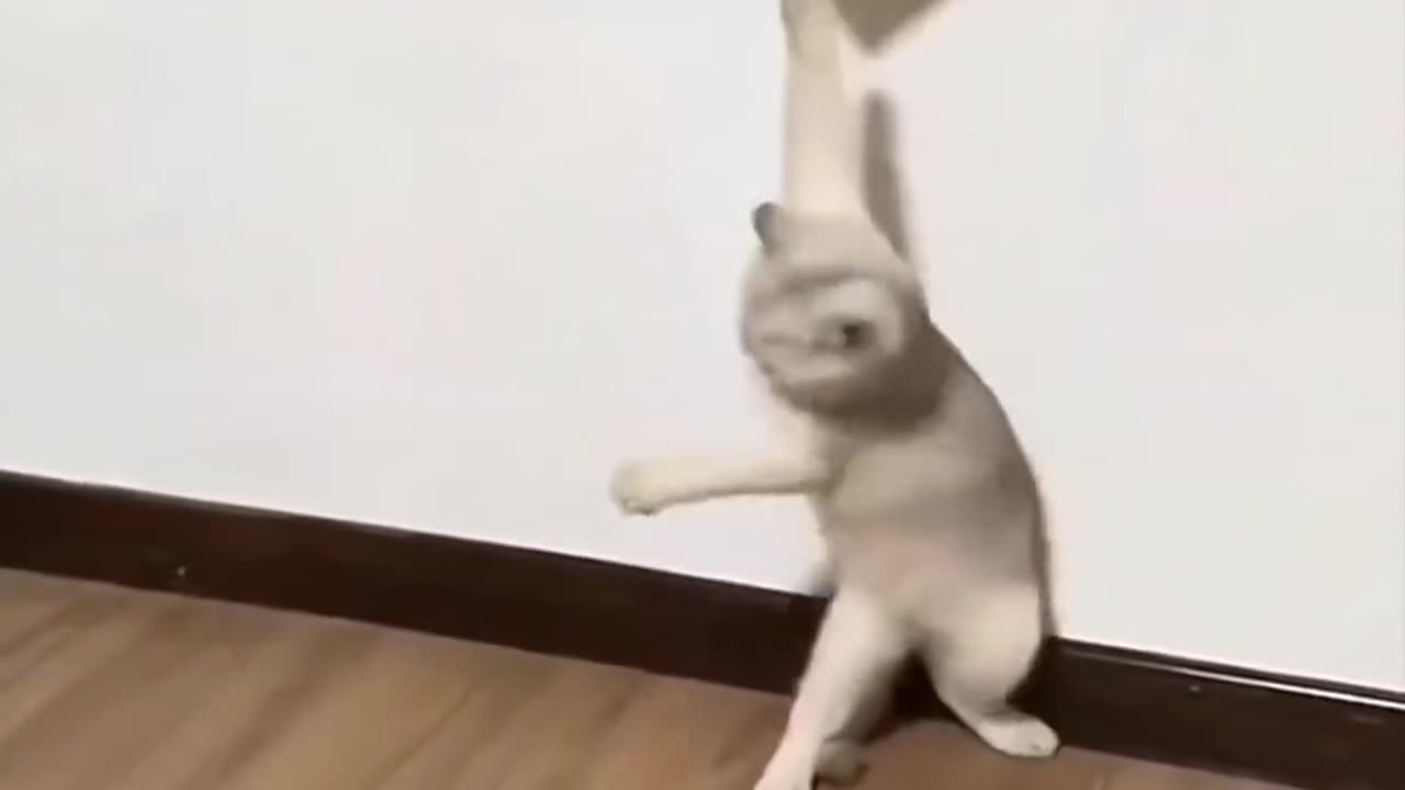 Cat video