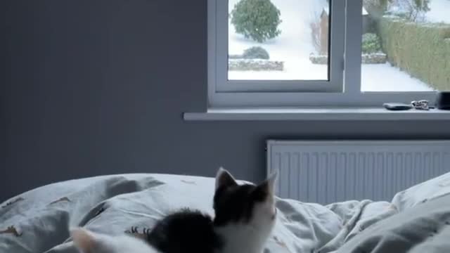 Awesome kittens play