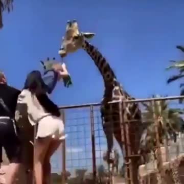 Funny - kid feeding Giraffe