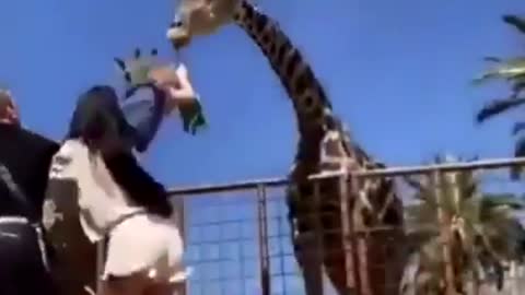 Funny - kid feeding Giraffe