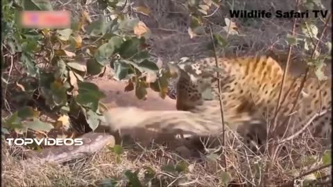 Leopard Vs Giant Python Fight | Amazing Moment Caugh On Camera