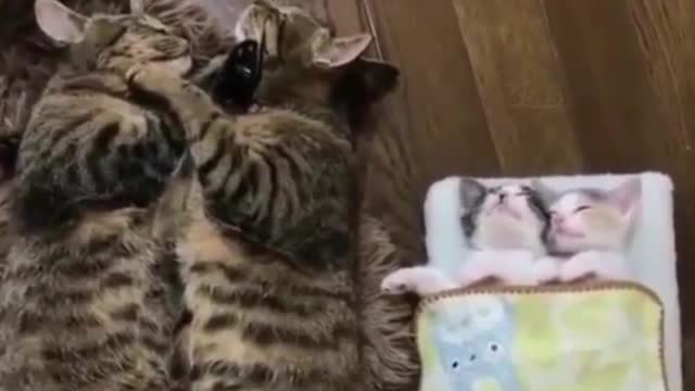 almost like humans