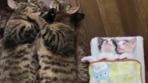 almost like humans