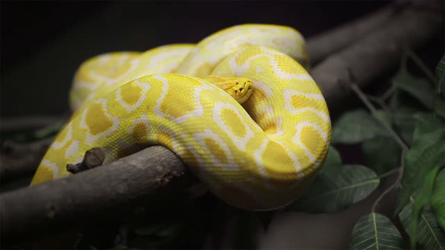 PYTHON_PRO_40._treasure_hunt_game_-_create_function_skeletons (1080p)