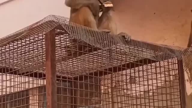 Monkey is doing Business | funny animals |