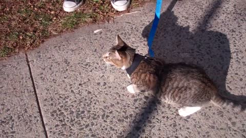 How to training you cat to wAlk on a leash