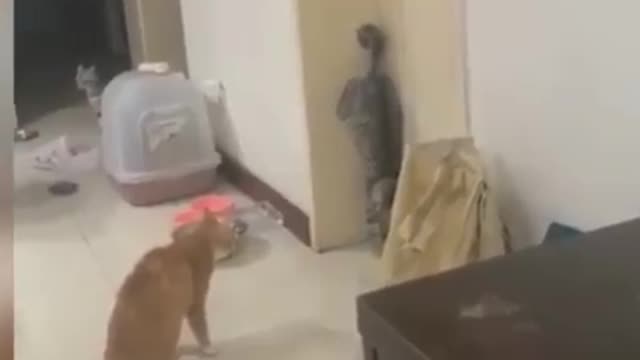 Funny Cats Assorted