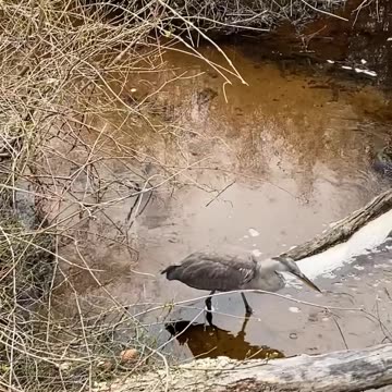 WHAT IS THE HERON EATING?
