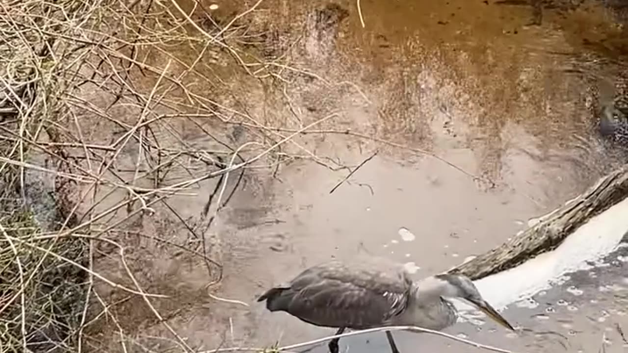 WHAT IS THE HERON EATING?