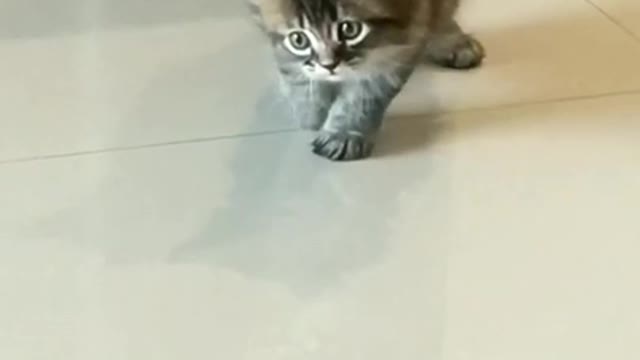 What's happen the cat cute reaction