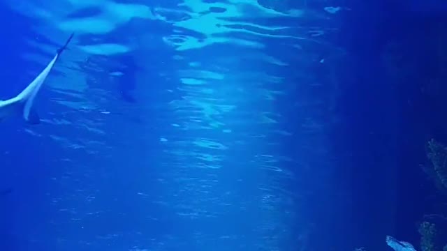 Sharks in aquarium , AMAZING