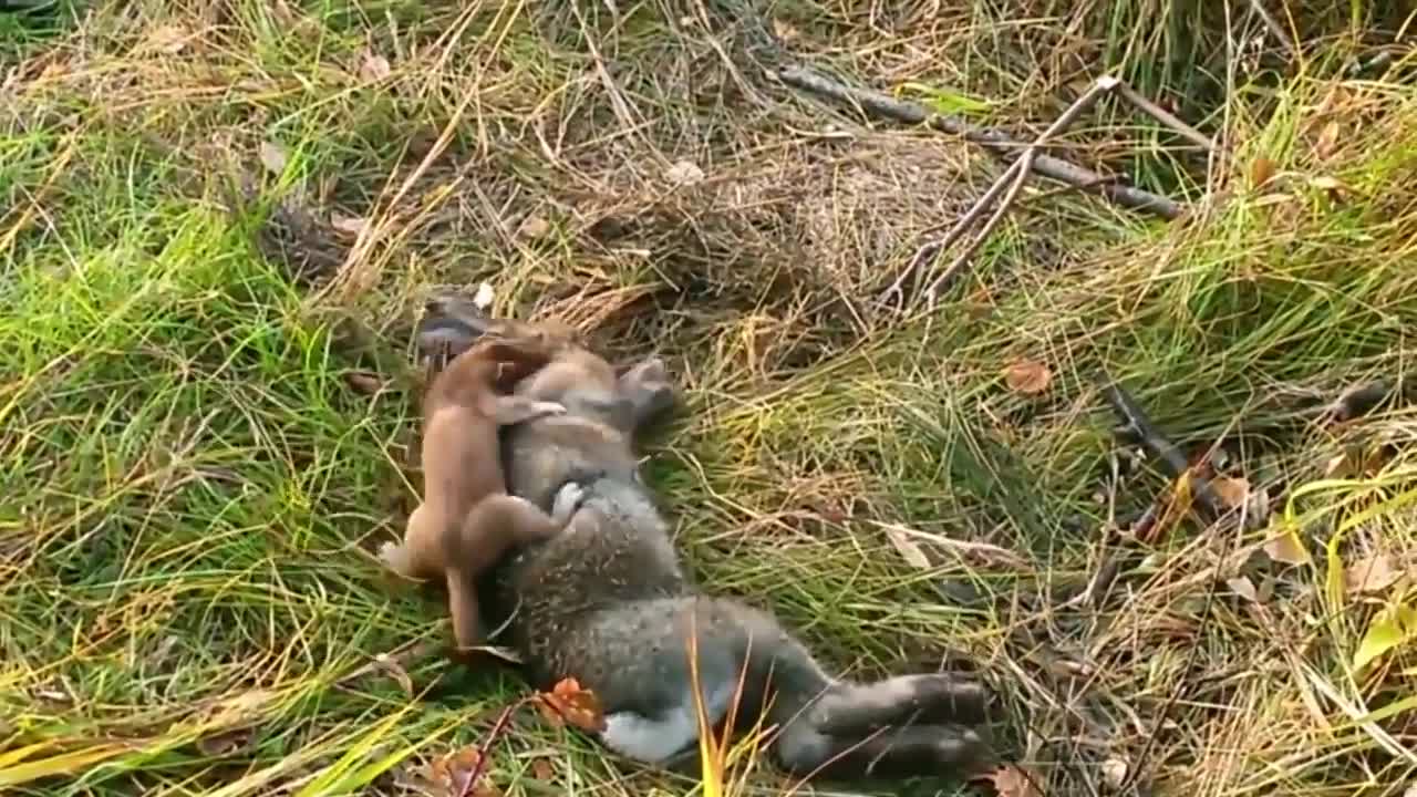 Stoat vs Rabbit Real Fight _ Stoat Attacks and Kills Rabbit, Cute_Wild_Animals