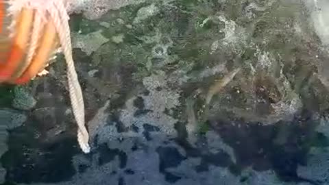 Live shrimp harvesting