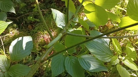 Caterpillar