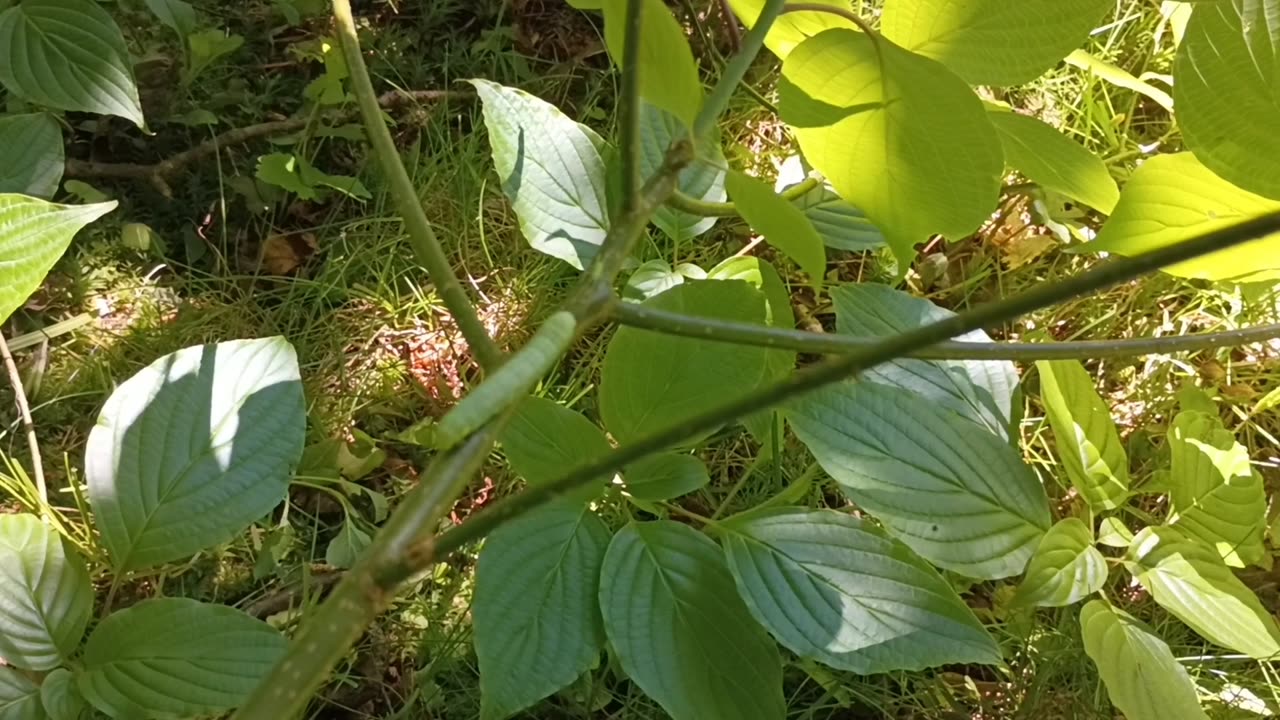 Caterpillar