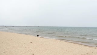 Eagle on Lake Michigan