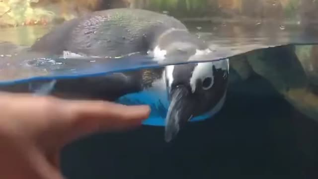 Hi Penguin