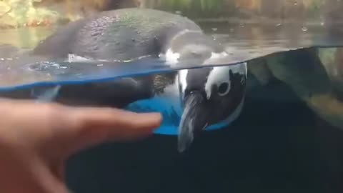 Hi Penguin