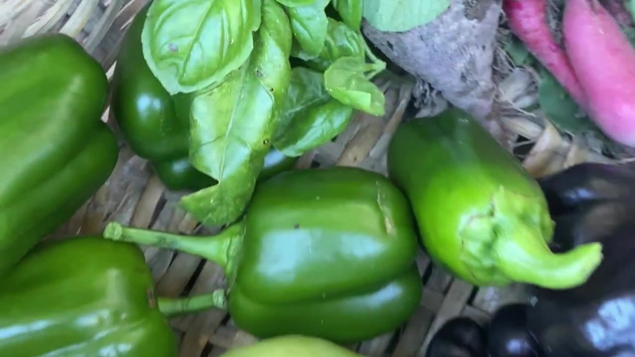 🌿🤩 Fall Garden Harvest 11/21