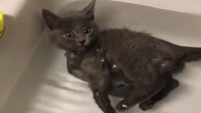 cat bathing | funny cat | cat intertaining inbathroom