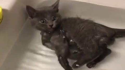 cat bathing | funny cat | cat intertaining inbathroom