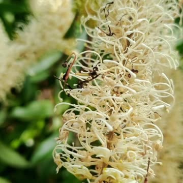 Beautiful Bottle Brush Flowers