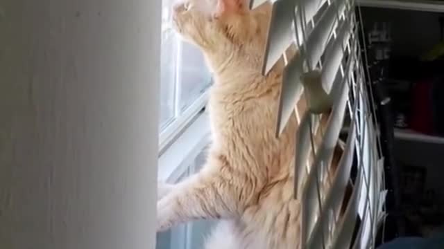 Tiktok Funny Pets!!!! #3