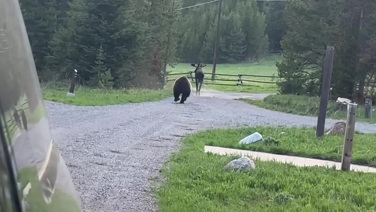 The bear is determined in its decision. 🐻✨