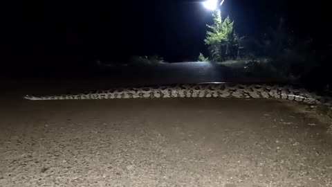 Giant Indian Python crossing the road