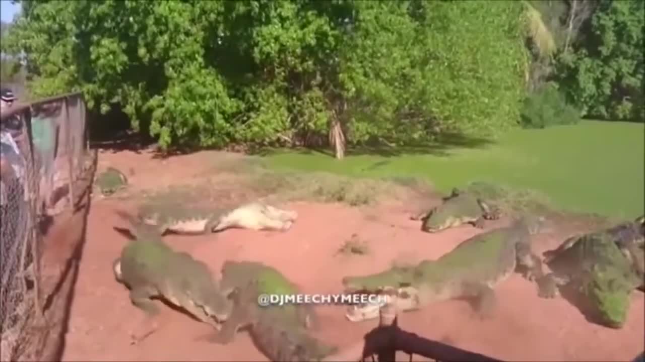 crocodile accidentally bite another crocodiles hand