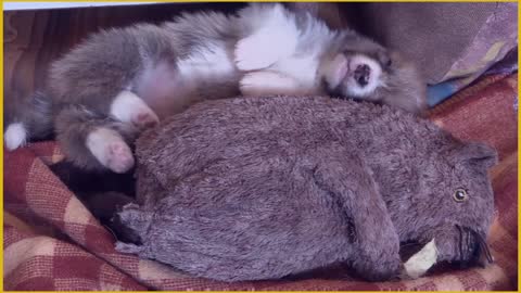 Cute puppy deep sleep