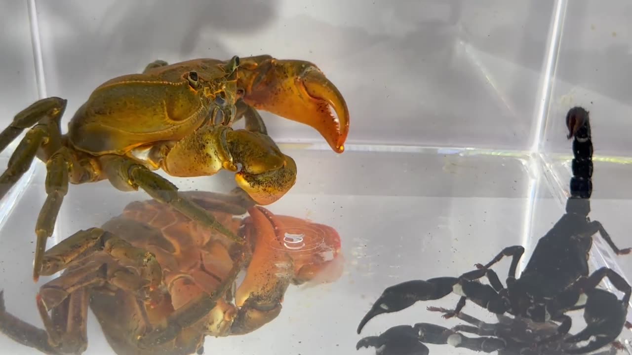 Crab vs scorpion