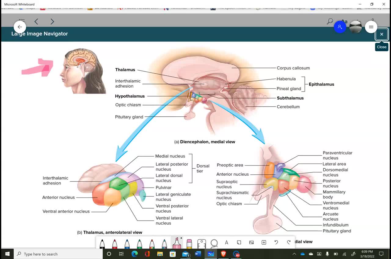 Anatomy and Physiology 1 - Chapter 13 Brain and Cranial Nerves