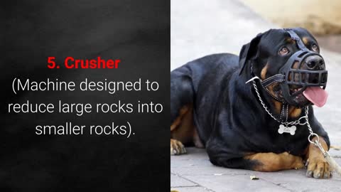 Top 10 Dog Breeds in America |
