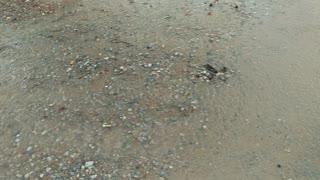 Peeper toad