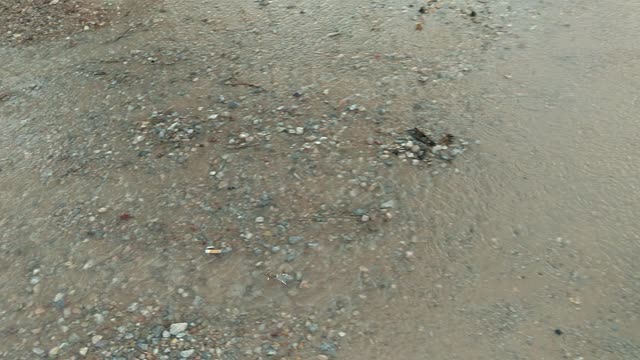 Peeper toad
