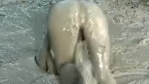 Thick !!!