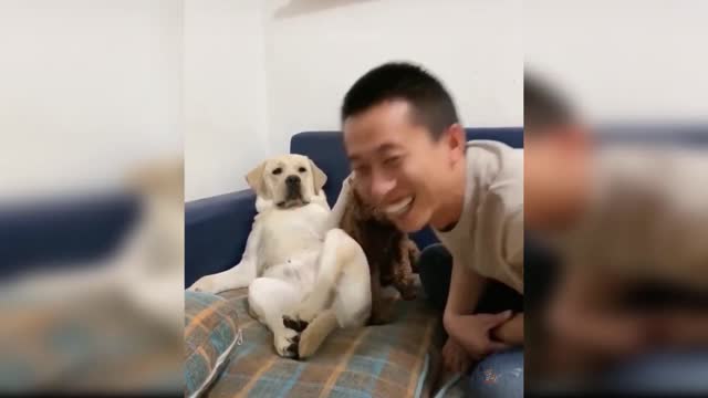 Dog entertainment video