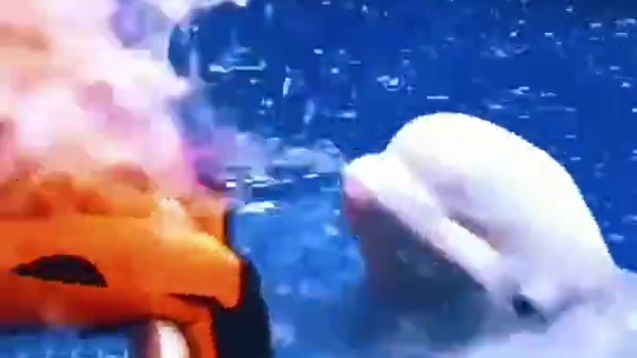 Dolphin video