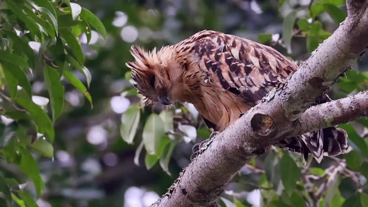 The Malay fishing owl