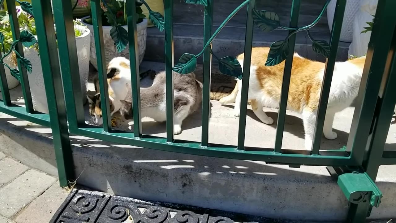 20240428 140735 Rotary Cats Crunching