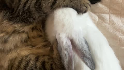 Cat and Rabbit in bed together