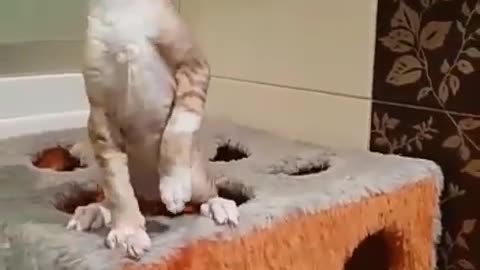 Three sphinx Cat playing with thier Toy