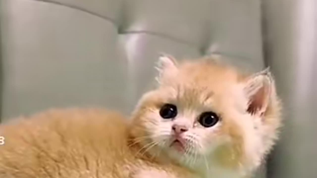 Scary cat