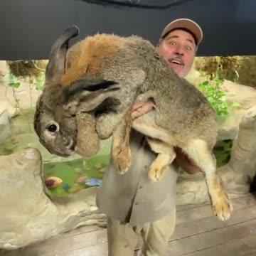 A very large rabbit