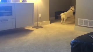 Excited dog for the Canadian team has incredible case of zoomies