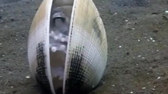 Coconut Octopus showing us what to do when life gets too crazy